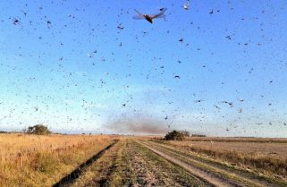 Las langostas se encuentran varadas entre Goya y Perugorria