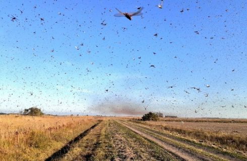 Las langostas se encuentran varadas entre Goya y Perugorria