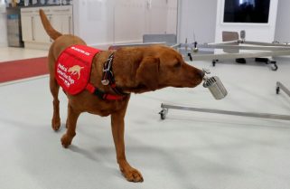 La UBA empezará a entrenar perros para detectar el coronavirus