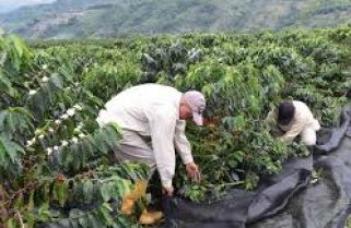 Pequeños productores que apostaron a la agroecología lograron su primera cosecha