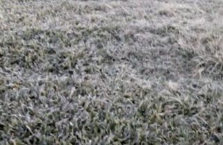 Alerta en Corrientes por la temporada de heladas