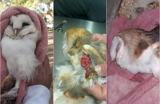 Rescataron a un búho que fue herido a hondazos pero no sobrevivió