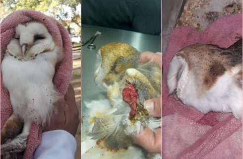 Rescataron a un búho que fue herido a hondazos pero no sobrevivió